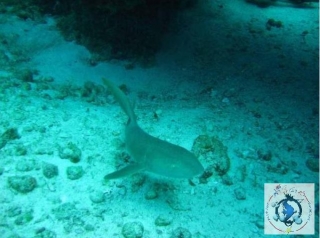 Plongee aux Caraibes.jpg